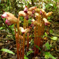 Aeginetia indica L.